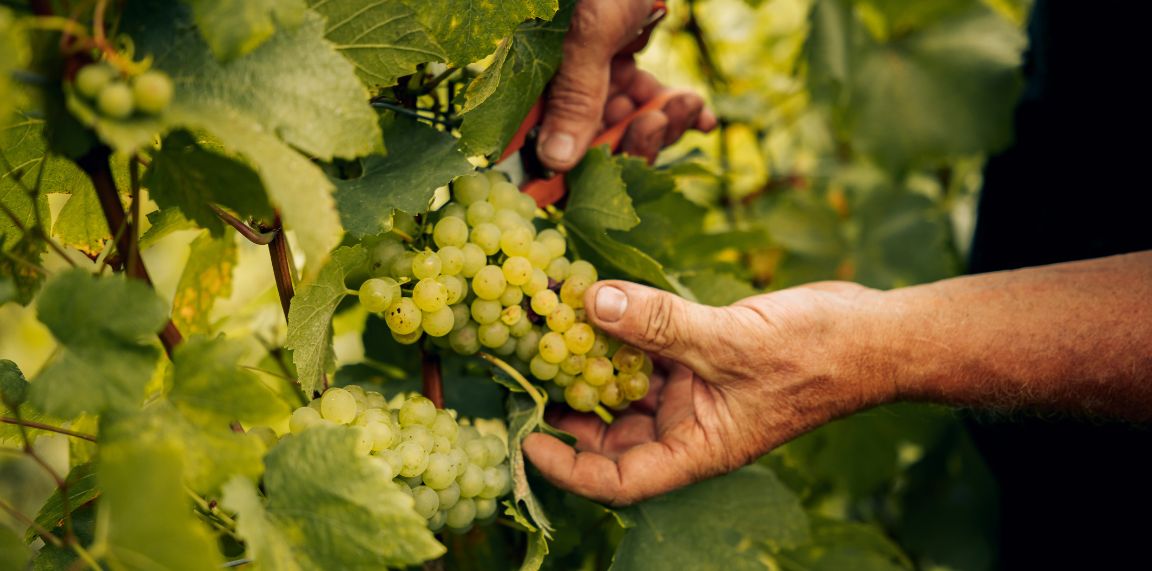 The Grape Varieties Behind Champagne's Essence
